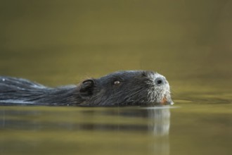 Adult animal... Nutria (Myocastor coypus) swimming through a body of water, detailed close-up, head