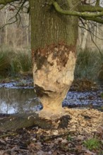 Feeding tracks... Beaver (Castor fiber), tree (oak) gnawed by beaver, feeding tracks, animal