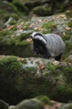 European badger (Meles meles), strong adult animal, runs over a few thicker boulders in autumn,