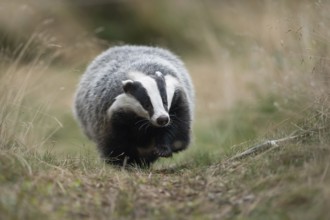 At eye level... European badger (Meles meles) runs directly towards the camera, funny picture from