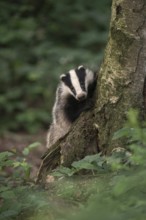 Curious game of hide and seek... European badger (Meles meles), young badger looks curiously out