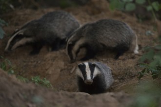 High activity at the badger's den... European badger (Meles meles), young badgers in the late