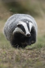 Quite cosy... European badger (Meles meles), strong adult animal, runs straight towards the camera