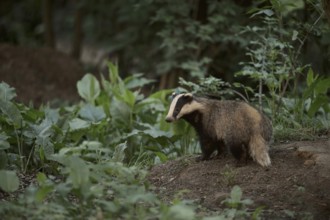 European badger (Meles meles), young badger in the late evening around its castle in the forest, at