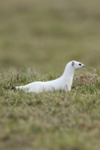 On the hunt... Ermine (Mustela erminea), large weasel in white winter fur hunting in a pasture,