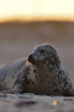 Watchful gaze... Grey seal (Halichoerus grypus), female grey seal in atmospheric light, North Sea,