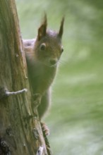 Secretive forest dweller... Squirrel (Sciurus vulgaris) in the forest, looks hidden behind a tree,