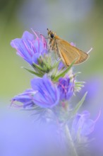 At the viper's bugloss... Essex skipper (Thymelicus lineola), summery, natural, detailed picture of