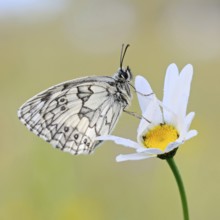 Chequerboard butterfly (Melanargia galathea), male, sitting on a daisy (Oxeye daisy) in summer,