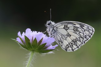 Native butterfly... Checkerspot butterfly (Melanargia galathea), easy to distinguish from other