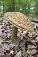 Mushroom time in the forest... Boletus (edible mushroom), mushrooms in the Eifel, local nature,