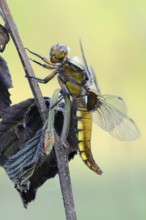 At rest... Flat-bellied dragonfly (Libellula depressa), yellow black dragonfly, detailed side view,