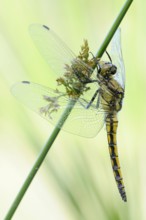 Black-tailed Skimmer (Orthetrum cancellatum), relatively common dragonfly, resting at the edge of a