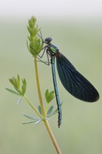 Blue-winged damselfly (Calopteryx virgo), sits in resting position on a delicate plant,