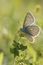 Beautiful to look at... Blue butterfly (Polyommatus icarus), open wings, undersides of wings, in