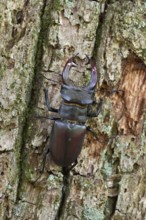 Impressive beetle... Stag beetle (Lucanus cervus), male with large antlers, antler-like enlarged