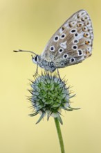 Adonis blue (Polyommatus bellargus), very beautiful butterfly, endangered due to habitat loss,