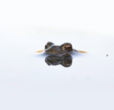 In spring... Common toad (Bufo bufo), male toad patiently waiting in spawning waters for a female