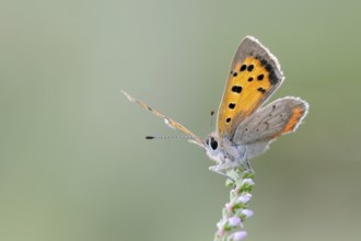 Towards the sun... Small copper (Lycaena phlaeas), butterfly, belongs to the blue butterflies,