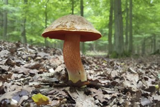 Flake-stemmed witches' bolete (Neoboletus erythropus), edible, tasty mushroom, popular with