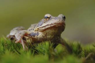 Discouraged... Grass frog (Rana temporaria) during amphibian migration in spring, March, April,