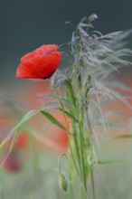Bouquet of flowers in the field... Corn poppy (Papaver rhoeas), wild flowers, red poppy blooms