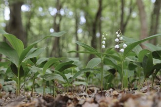Spring in the forest... wild lily of the valley (Convallaria majalis) blooming, in bloom,