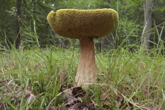 Mushroom, boletus, probably already older chestnut boletus, tasty edible mushroom in the late