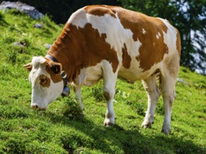 Dairy cow eating grass on the mountain pasture, Jenner, Berchtesgaden National Park, Schönau am