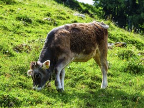 Calves eating grass on the mountain pasture, Jenner, Berchtesgaden National Park, Schönau am