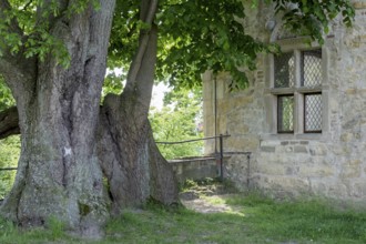 Old lime tree in front of a historic building with stone wall and windows in the summer shade,