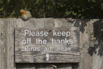 European robin (Erithacus rubecula) adult bird on a sign at a wildlife trust site, Lackford Lakes