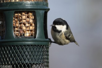 Coal tit (Periparus ater) adult bird on a garden bird feeder, England, United Kingdom