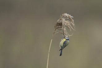 Blue tit (Cyanistes Caeruleus) adult bird feeding on a Common reed seedhead in a reedbed, England,