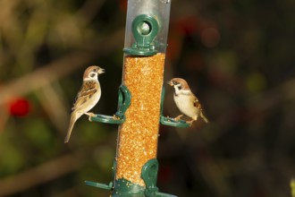 Tree sparrow (Passer montanus) two adult birds feeding on a bird feeder, England, United Kingdom