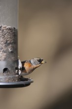 Brambling (Fringilla montifringilla) adult male bird on a garden bird feeder, England, United