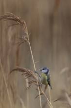 Blue tit (Cyanistes Caeruleus) adult bird feeding on a Common reed seedhead in a reedbed, England,