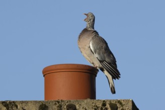 Wood pigeon (Columba palumbus) adult bird yawning on a rooftop chimney pot, England, United Kingdom