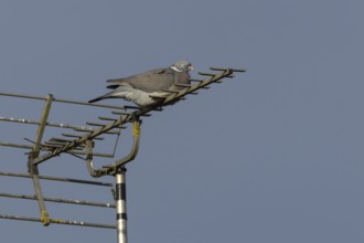 Wood pigeon (Columba palumbus) adult bird on an urban television aerial, England, United Kingdom