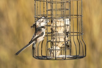 Long tailed tit (Aegithalos caudatus) three adult birds on a garden bird feeder, England, United