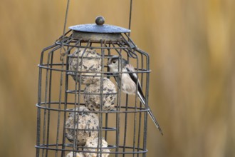 Long tailed tit (Aegithalos caudatus) adult bird on a garden fat ball feeder England, United