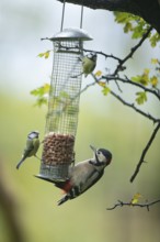 Great spotted woodpecker (Dendrocopos major) and Blue tit (Cyanistes caeruleus) adult birds on a
