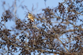 European goldfinch (Carduelis carduelis) adult bird feeding on Alder tree seeds in winter, England,
