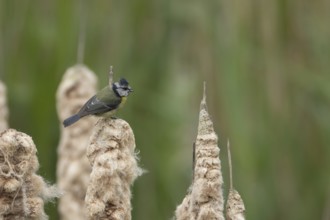 Blue tit (Cyanistes Caeruleus) adult bird on a Bullrush seedhead, England, United Kingdom