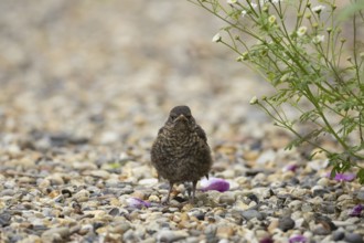 Eurasian blackbird (Turdus merula) juvenile baby bird on a garden shingle path, England, United