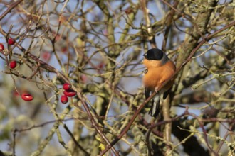 Eurasian bullfinch (Pyrrhula pyrrhula) adult male bird preening in a hedgerow, England, United