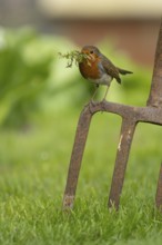 European robin (Erithacus rubecula) adult bird on a garden fork with nesting material in its beak