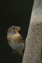 Brambling (Fringilla montifringilla) adult female bird on a bird feeder with sunflwer hearts,