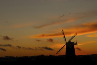 Windmill silhouette at sunset with a red sky and a skein or flock of Pink-footed geese (Anser