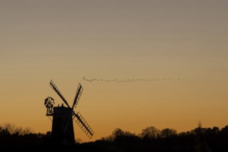 Windmill silhouetted at sunset with a red sky and a skein or flock of Pink-footed geese (Anser